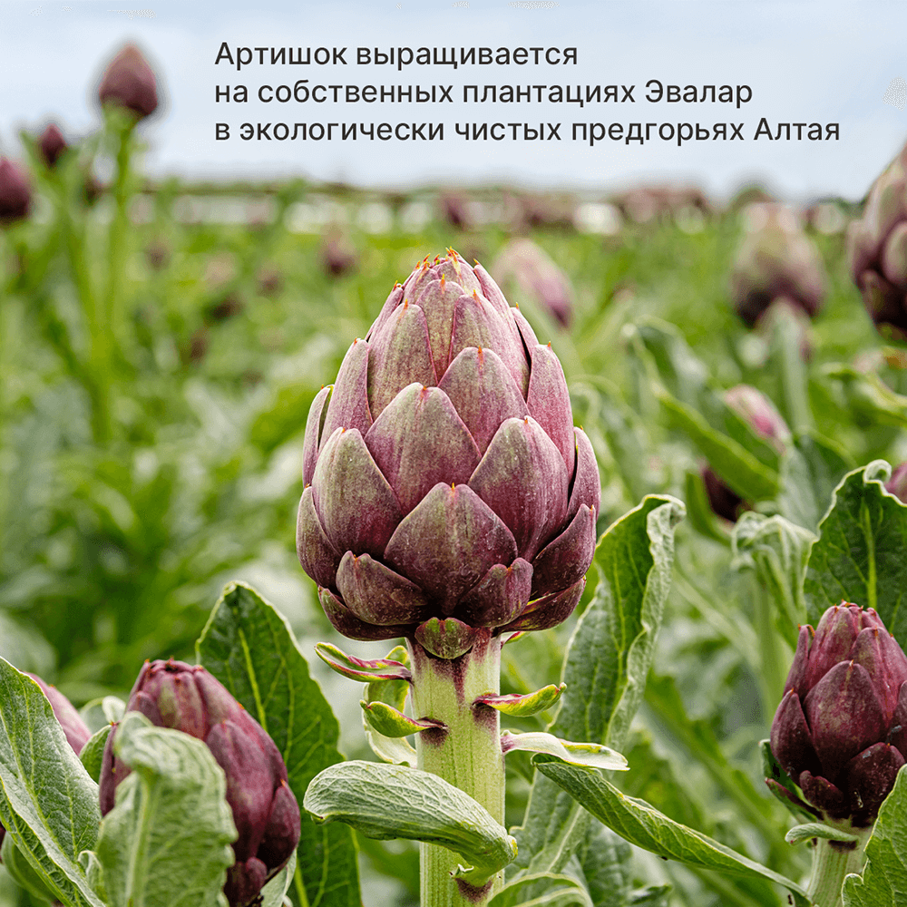Хофицин, таблетки 200мг, 40 шт., Эвалар 